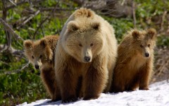 Desktop image. Animals. ID:34255