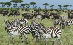 Desktop image. Animals. ID:34256