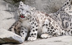 Desktop image. Animals. ID:34257