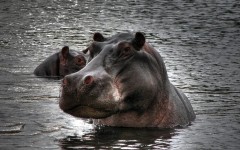 Desktop image. Animals. ID:34259