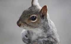 Desktop wallpaper. Animals. ID:34261