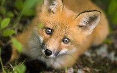 Desktop wallpaper. Animals. ID:34262