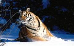 Desktop wallpaper. Animals. ID:34267