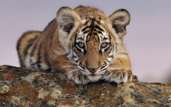 Desktop image. Animals. ID:34268