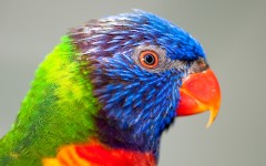 Desktop wallpaper. Animals. ID:34271