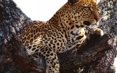 Desktop wallpaper. Animals. ID:34272