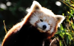 Desktop wallpaper. Animals. ID:34274