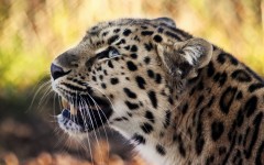 Desktop wallpaper. Animals. ID:34277