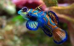 Desktop wallpaper. Animals. ID:34278