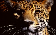 Desktop wallpaper. Animals. ID:34281