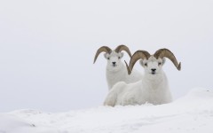 Desktop wallpaper. Animals. ID:34283