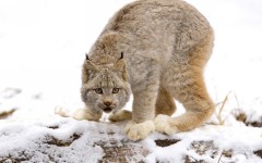 Desktop wallpaper. Animals. ID:34285
