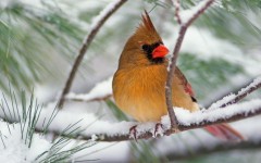 Desktop wallpaper. Animals. ID:34286