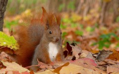 Desktop wallpaper. Animals. ID:34287