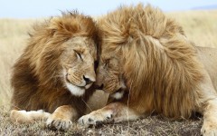 Desktop wallpaper. Animals. ID:34290