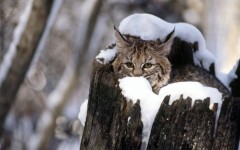 Desktop wallpaper. Animals. ID:34293