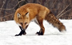 Desktop image. Animals. ID:50242
