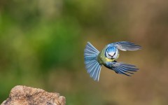 Desktop image. Animals. ID:50274