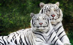 Desktop wallpaper. Animals. ID:34298