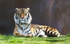 Desktop wallpaper. Animals. ID:34300