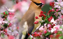 Desktop wallpaper. Animals. ID:34304