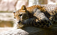 Desktop wallpaper. Animals. ID:34307