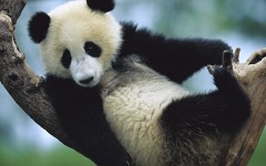 Desktop wallpaper. Animals. ID:34313