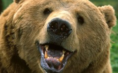 Desktop wallpaper. Animals. ID:34315