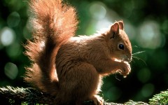 Desktop wallpaper. Animals. ID:34316