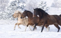 Desktop wallpaper. Animals. ID:34319