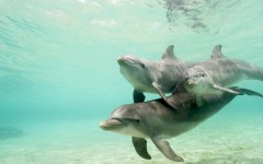 Desktop wallpaper. Animals. ID:34325