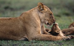 Desktop wallpaper. Animals. ID:34327