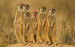 Desktop wallpaper. Animals. ID:34332