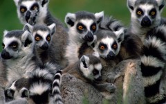 Desktop wallpaper. Animals. ID:34335