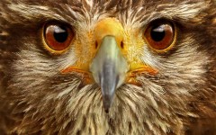 Desktop wallpaper. Animals. ID:34337