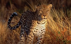 Desktop wallpaper. Animals. ID:34341