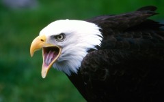 Desktop wallpaper. Animals. ID:34344