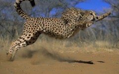 Desktop wallpaper. Animals. ID:34345