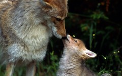 Desktop wallpaper. Animals. ID:34346