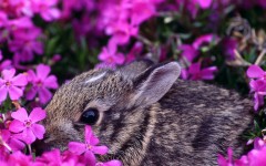 Desktop wallpaper. Animals. ID:34347