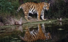 Desktop wallpaper. Animals. ID:34349