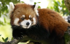 Desktop image. Animals. ID:34350