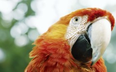 Desktop image. Animals. ID:34352