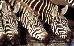 Desktop wallpaper. Animals. ID:34354