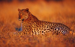 Desktop wallpaper. Animals. ID:34355