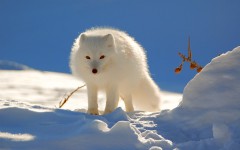 Desktop image. Animals. ID:50238