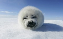 Desktop wallpaper. Animals. ID:34358