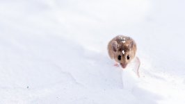 Desktop wallpaper. Animals. ID:102005