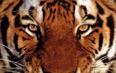 Desktop wallpaper. Animals. ID:34360