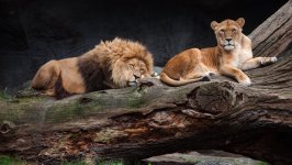 Desktop wallpaper. Animals. ID:102103